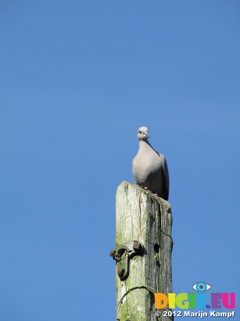 SX22820 Collared Dove (Streptopelia decaocto) on pole